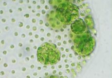 ۶۰۰w_Algae-close-up.x38f77502